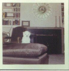 ... terrier maf honey at her new york home photo taken by marilyn dog maf