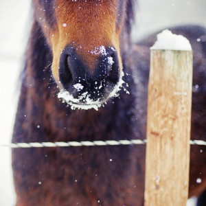 ... , horses, i love their winter fuzz, nikon, nose, snow, square, winter