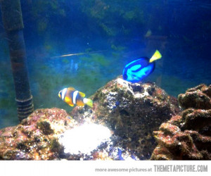 Funny photos funny Finding Nemo real life