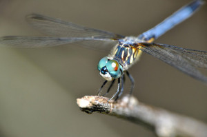 Swarming Dragonflies Over 13th Hole At The Golf Course: What Does That ...