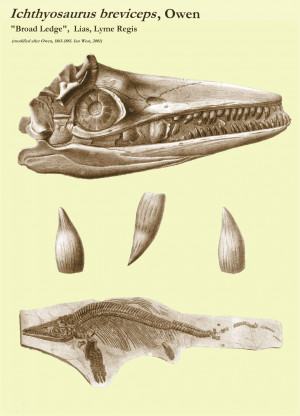 Rather than actually look at an ichthyosaur skull , you just look for ...