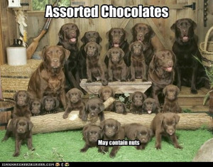 Assorted chocolates…may contain nuts