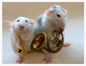 rats orchestra, funny rat pic, mouse images
