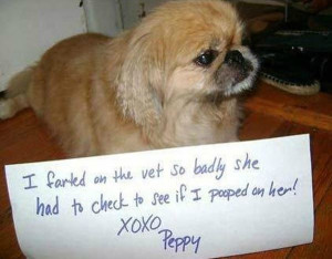 Dog Shaming: 40 Hilarious Pictures Of Dogs In Huge Trouble