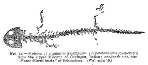 Salamander Fahrenheit 451 Symbol Wallpapers Picture