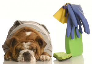 Spring Cleaning Homes With Pets