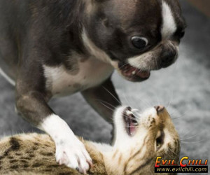 Cat and Dog Fighting