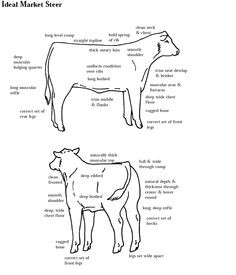... livestock judging programs how to judge beef more 4 h livestock ag