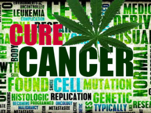 The Cannabis Cure for Cancer