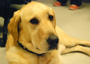 nose for neuroscience: Zen, a golden retriever/lab involved in the ...