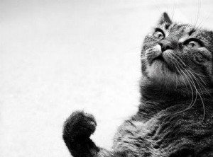 Found on catspictures.net