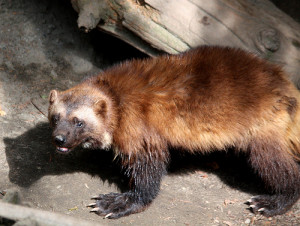 Wolverine Animal Facts For...