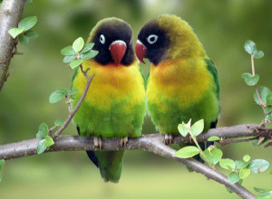 hd love birds photos walpapers hd love birds pictures hd love birds ...