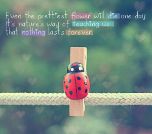 flowers life, love, pretty, quotes, quote, cute, one day
