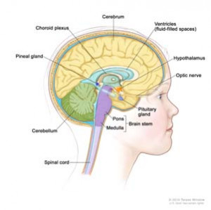 brain stem cerebellum cerebrum medulla pons and spinal cord