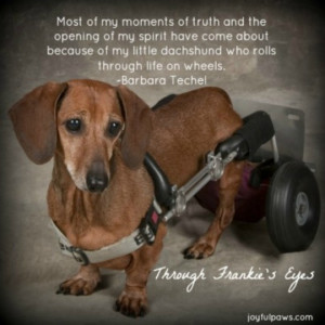 The above quote I share from my book, Through Frankie’s Eyes. Each ...