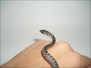 baby black snakes pictures