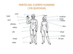 partes del cuerpo humano en quechua x advertisement share 6 share