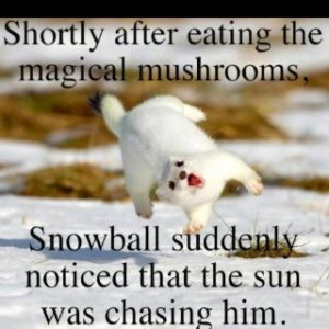 Funny Animals With Funny Sayings