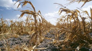 GFS report, Tim Benton quote: Global warming increases 'food shocks ...