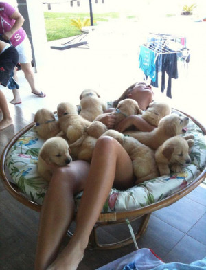 funny puppies|funny puppies video|funny puppies and kittens|funny ...