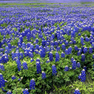 Top 5 Best Places to See Bluebonnets in Austin,Texas
