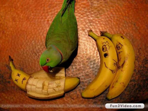 funny parrot