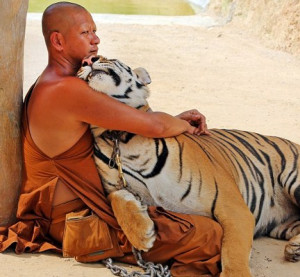 Picture shows tiger cuddling with a Buddhist monk in Thailand