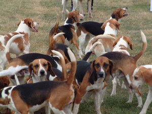 ... beagles maxresdefault beagle small hunting dog s x beagle