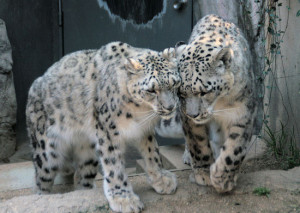 snow leopard love snow leopard