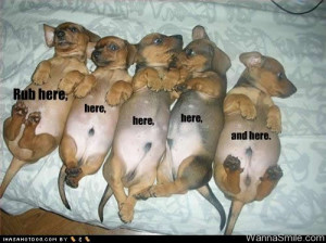 cute pictures of puppies with captions