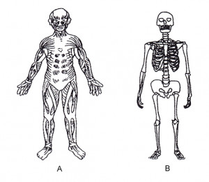 Muscular System Quotes. QuotesGram