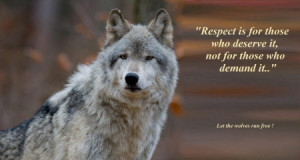 wolf sayings