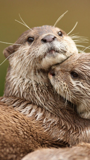 Otter Cuddle UpFamilies Quotes, Alex Haley, Brainyquot Mobiles, Otters ...