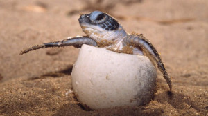 Warmer climate to suit female sea turtles