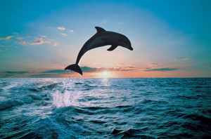 Posters > Poster > Djurmotiv > LEAP OF FREEDOM - dolphin