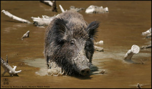 Artiodactyla Animals List Species listed under