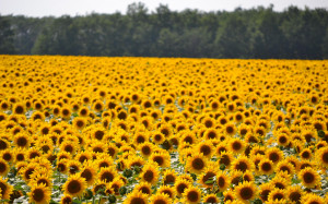 Quotes About Sunflowers Earth Sunflower Wallpapers picture
