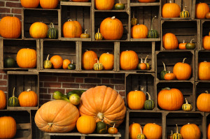 Pumpkin display gourds autumn fall crates HD Wallpaper