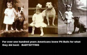 pitbull sayings | pitbulls # sayings # quotes