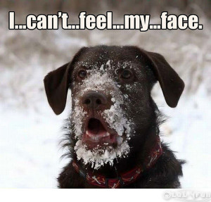 Funny dogs and lol dogs ,The frozen dog