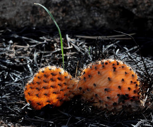 Quotes About Overcoming Pain And Suffering