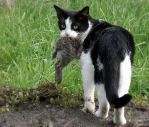Tonawanda Island is overrun by cats and one woman has decided to do ...