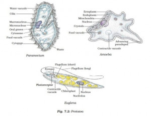 Unicellular Organisms Examples