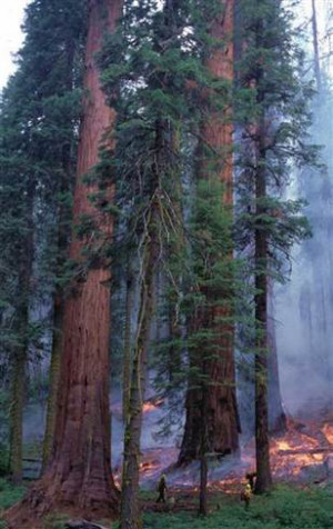 Ancient giant redwoods endured frequent fires