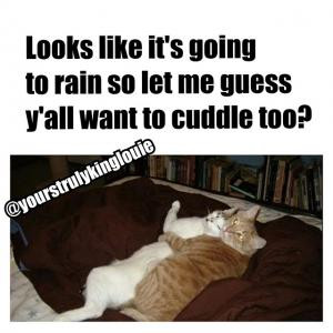 Look like it's going to rain so let me guess y'all want to cuddle too?