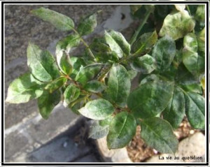 oidium ou mildiou sont des maladies qui touchent les feuilles des ...