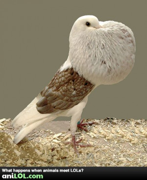 ve heard of double chins but wow