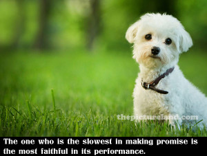 Cute Puppy Pics with Quotes