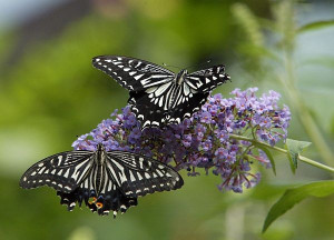 Butterflies on a butterfly bush